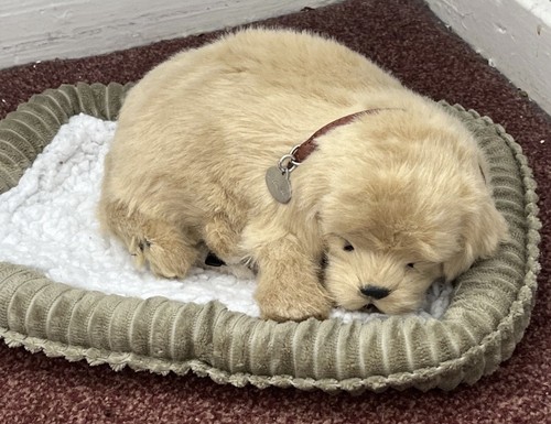 Perfect pet sleeping retriever - pet,