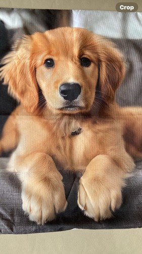Golden retriever puppy - puppy, 2d