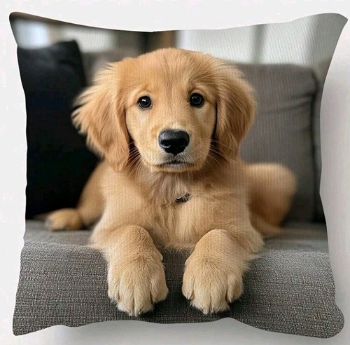 Golden retriever dog - golden,