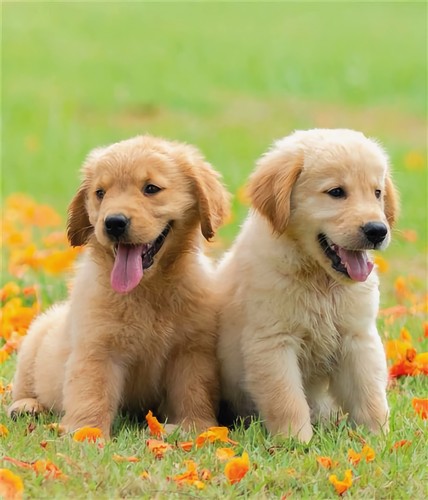 Golden retriever puppies - golden, card