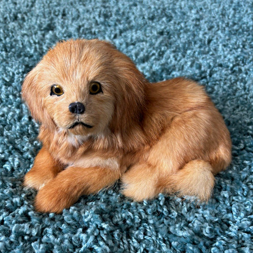 Real golden retriever cockapoo - golden,