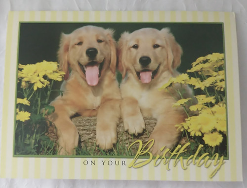 Golden retriever birthday card - golden,