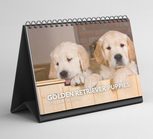 Golden retriever puppies desk - puppies,
