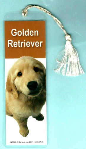 Yellow golden labrador - golden,