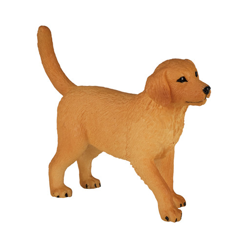 Golden retriever puppy - puppy, dog