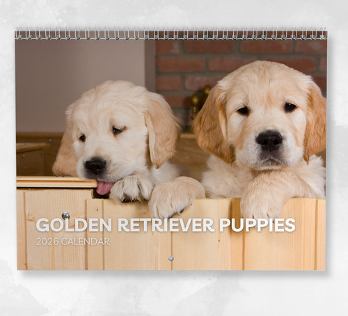 Golden retriever puppies - golden,