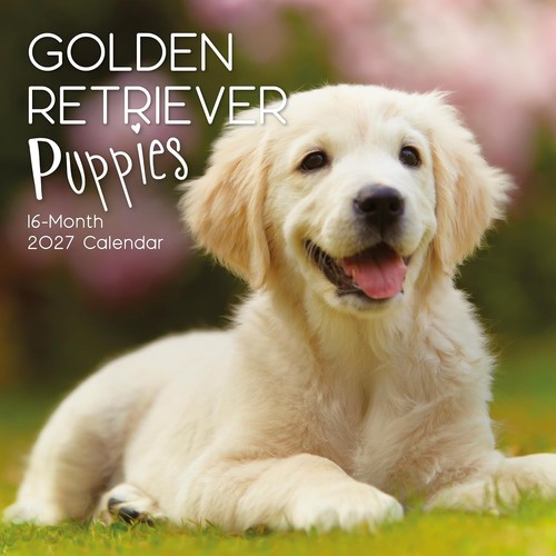 Golden retriever puppies dog - golden,