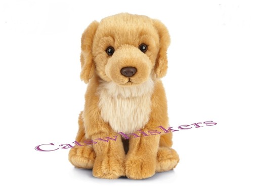 Sitting golden retriever - sitting,