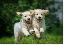 Doodlecards Birthday Card