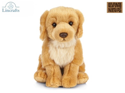 Sitting golden retriever puppy - sitting,
