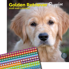 Golden Retriever Puppies