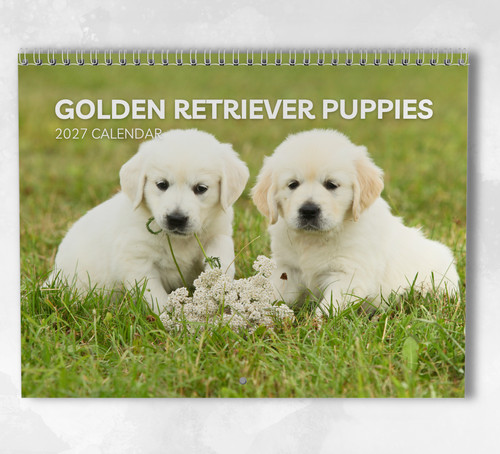 Golden retriever puppies - golden,