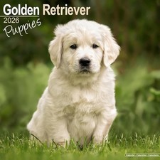 Golden Retriever Puppies 2026