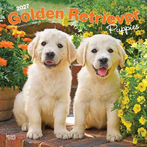 Golden retriever puppies 2027 - puppies,