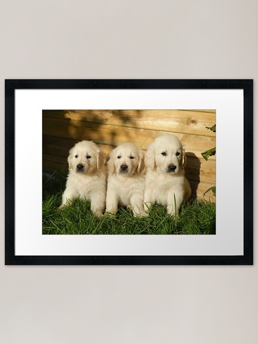 Golden retriever puppies - golden,