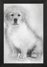 Golden Retriever puppy 2 m