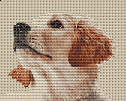 Golden retriever puppy counted - puppy,