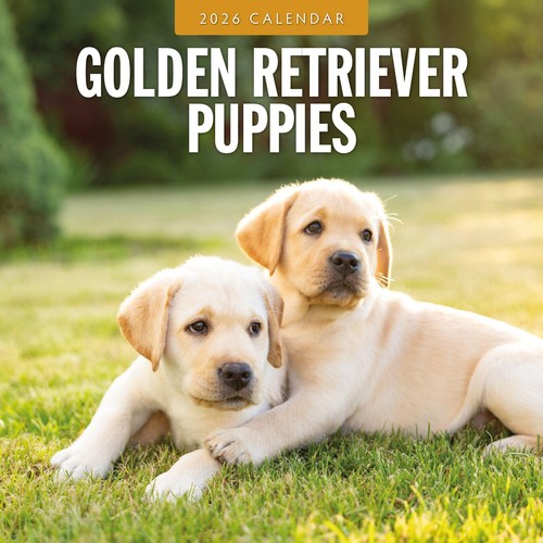 Golden retriever puppies 2026 - retriever,