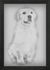 Golden Retriever puppy 2 m