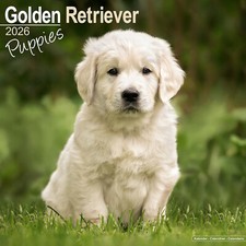 Golden Retriever Puppies 2026