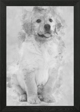 Golden Retriever puppy 2 m