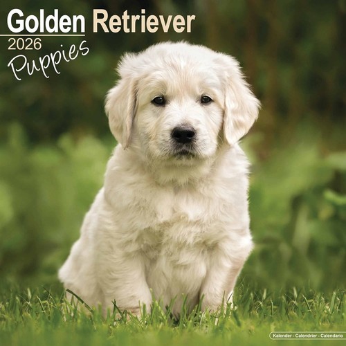 Golden retriever puppies - retriever,