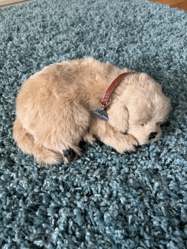 Golden retriever perfect - golden,