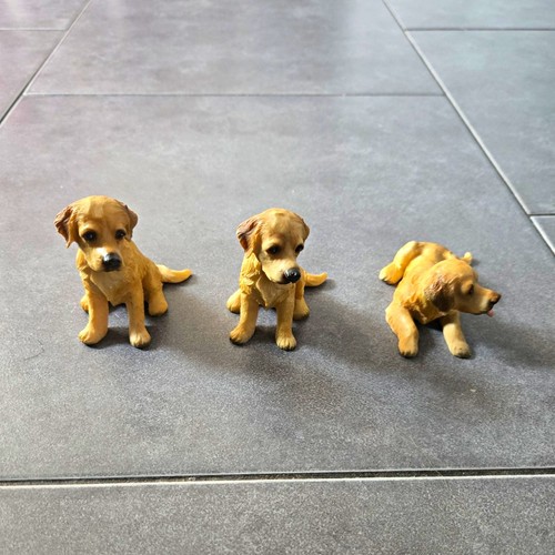 Set golden retriever - set, of