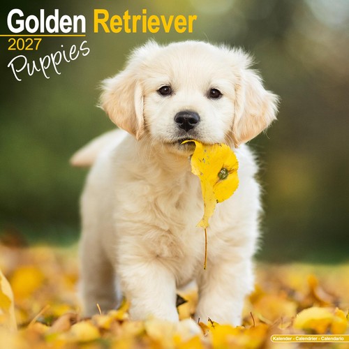 Golden retriever puppies 2027 - puppies,