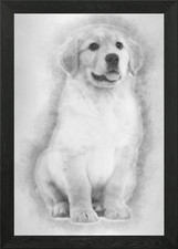 Golden Retriever puppy 2 m