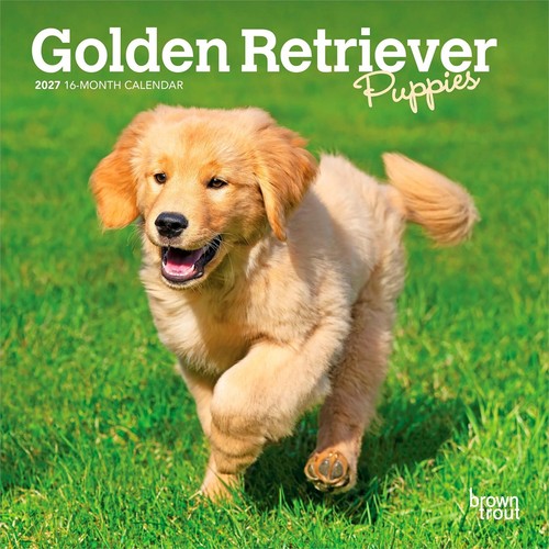 Golden retriever puppies mini - golden,