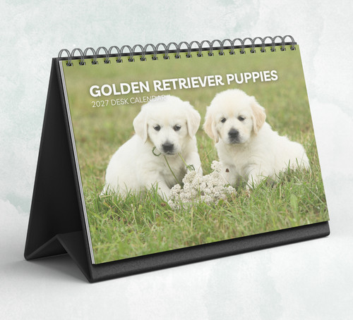 Golden retriever puppies desk - retriever,