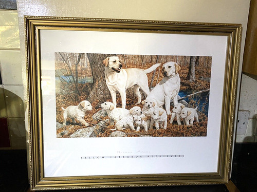 Golden labrador retriever dog - golden,