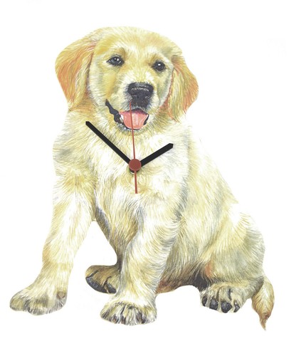 Golden retriever puppy - retriever,