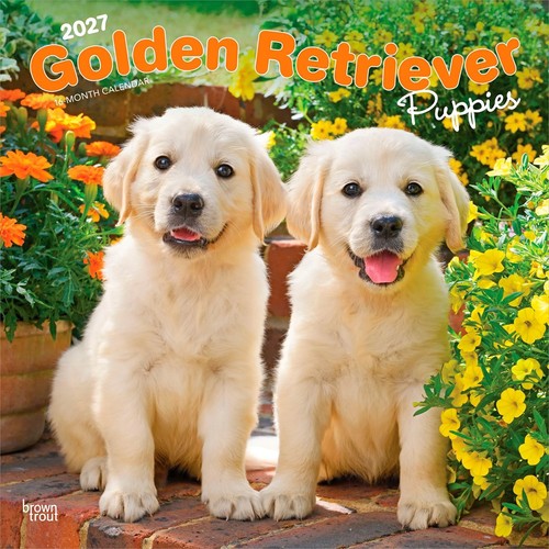 Golden retriever puppies - retriever,