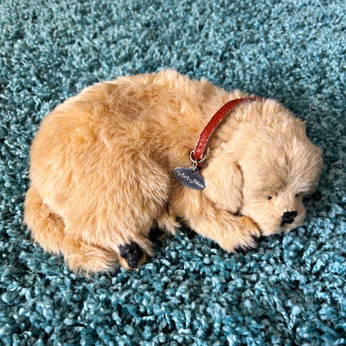 Golden retriever perfect - golden,