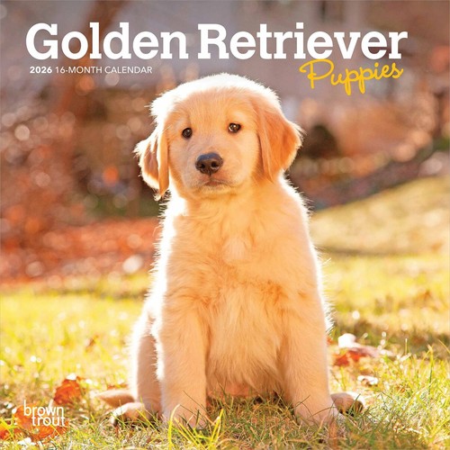 Golden retriever puppies - golden,
