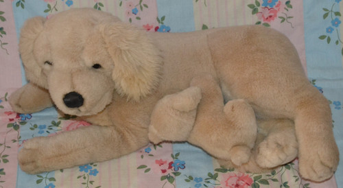 Vintage golden retriever - golden, &